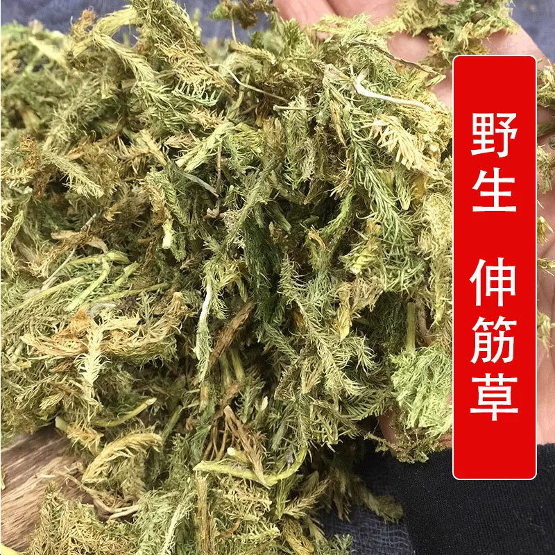 秦岭野生中药材伸筋草500g别名石松 狮子草 宽筋草 牛尾菜
