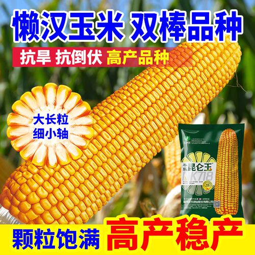 【昆仑玉】丰乐昆仑玉NK718玉米种子抗倒伏高产稳产懒汉种植