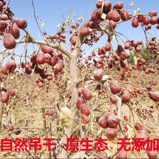 新疆红枣特产灰枣小红枣孕妇零食熬粥煲汤生吃非和田养颜干枣
