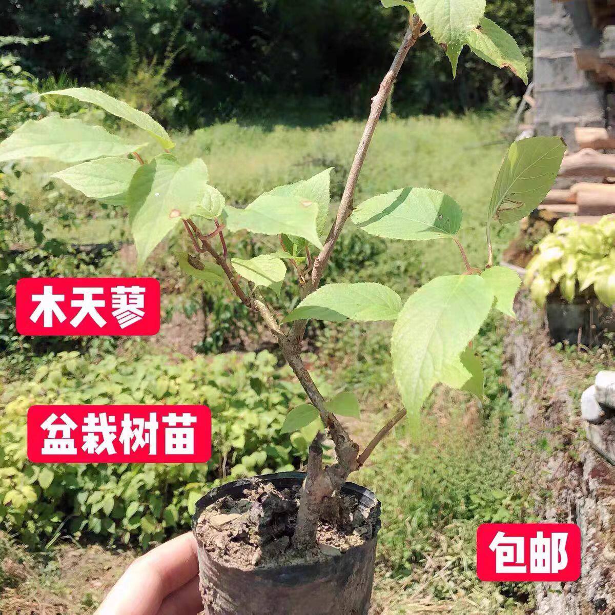 木天蓼新鲜树苗盆栽猫玩具解压自嗨天然磨牙棒猫薄荷猫咪耐磨幼苗图片