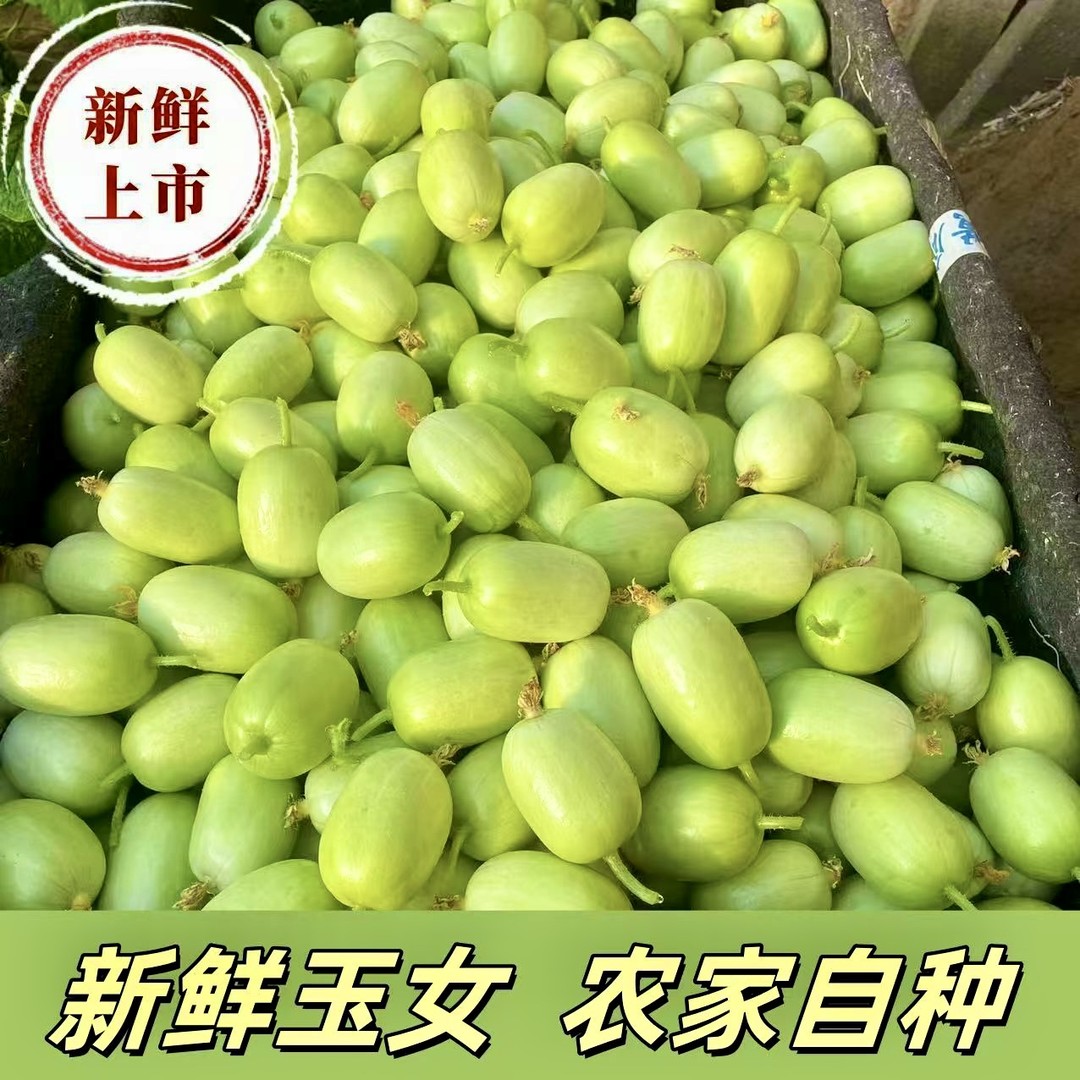 山东寿光现摘现发玉女小黄瓜拇指黄瓜产地直发清甜爽脆