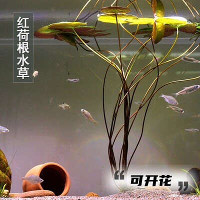 红荷根水草鱼缸水族箱鱼池造景装饰淡水中后景耐养浮叶睡莲科活体