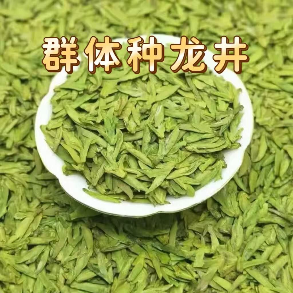 2026新茶 群体种龙井 明前春茶罐装支持试喝3月4日