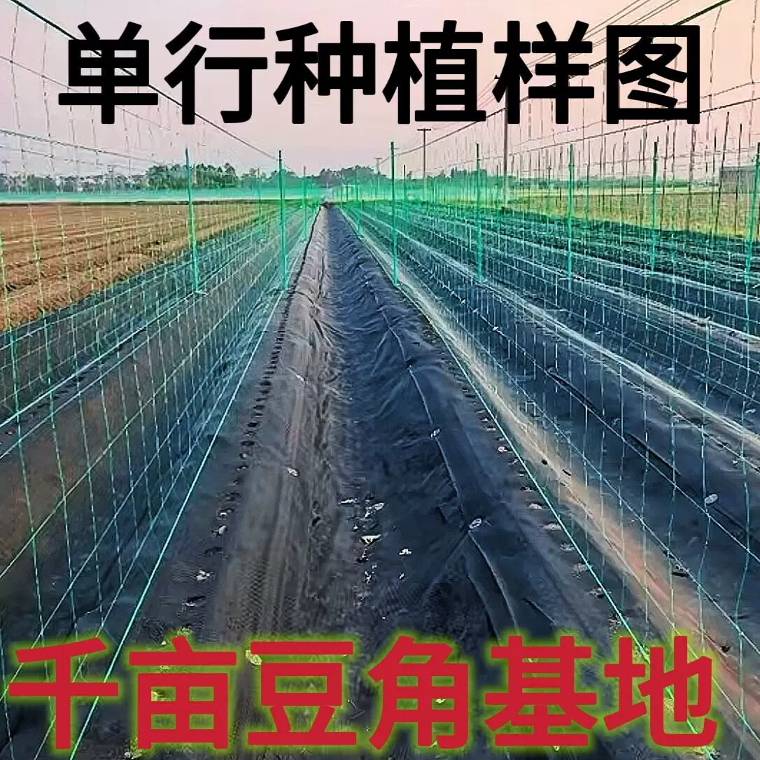 豆角爬藤方格网百香果爬藤网18股粗聚乙烯材质20厘米网孔工厂直发