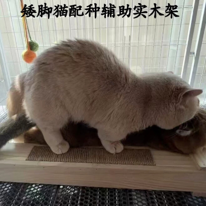 实木配猫神器矮脚猫配种辅助增高配猫架踏板工具猫爬架图片