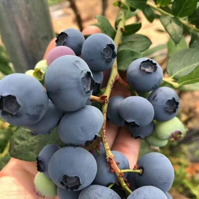 庄河本地蓝莓L25新鲜水果顺丰包邮坏果包赔