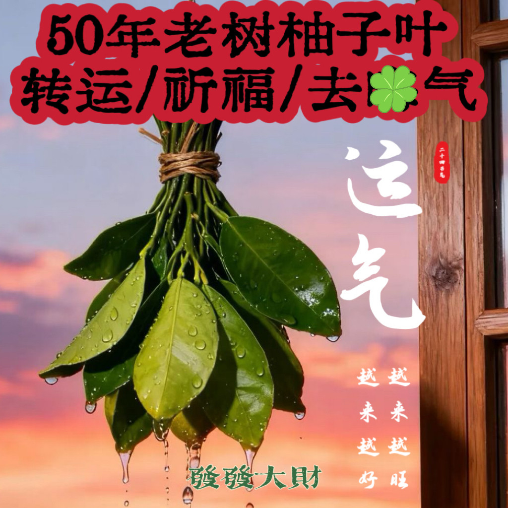 新鲜现摘柚子叶扫墓洗澡柚子叶去尘纳福转好运去晦气专用绿柚子叶