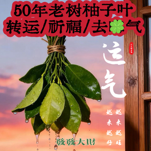新鲜现摘柚子叶过年洗澡柚子叶去尘纳福转好运去晦气专用绿柚子叶