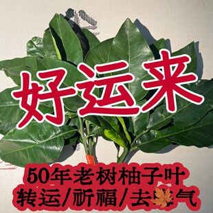 柚子叶新鲜碌柚叶乔迁新居出狱沐浴柚叶子现摘老树好运叶50年树龄