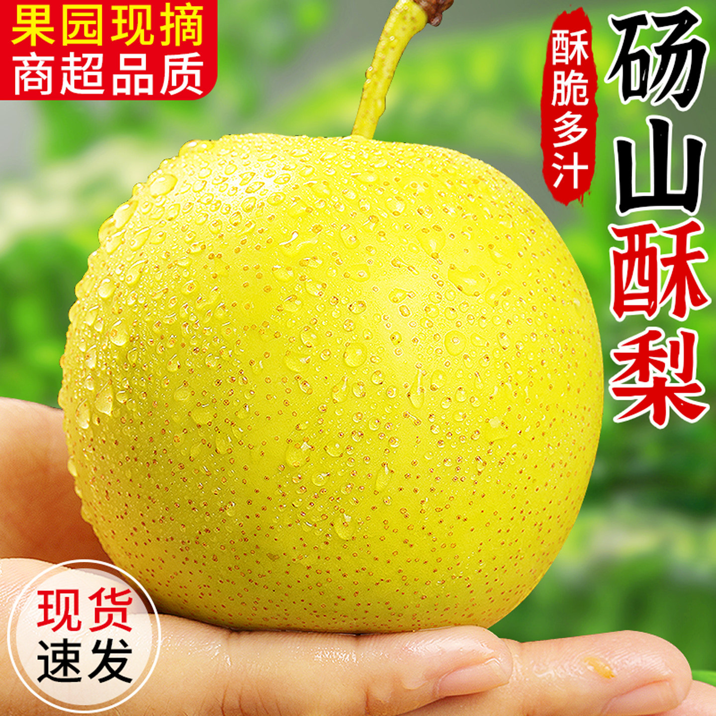 【正宗砀山酥梨】酥脆多汁!精选
