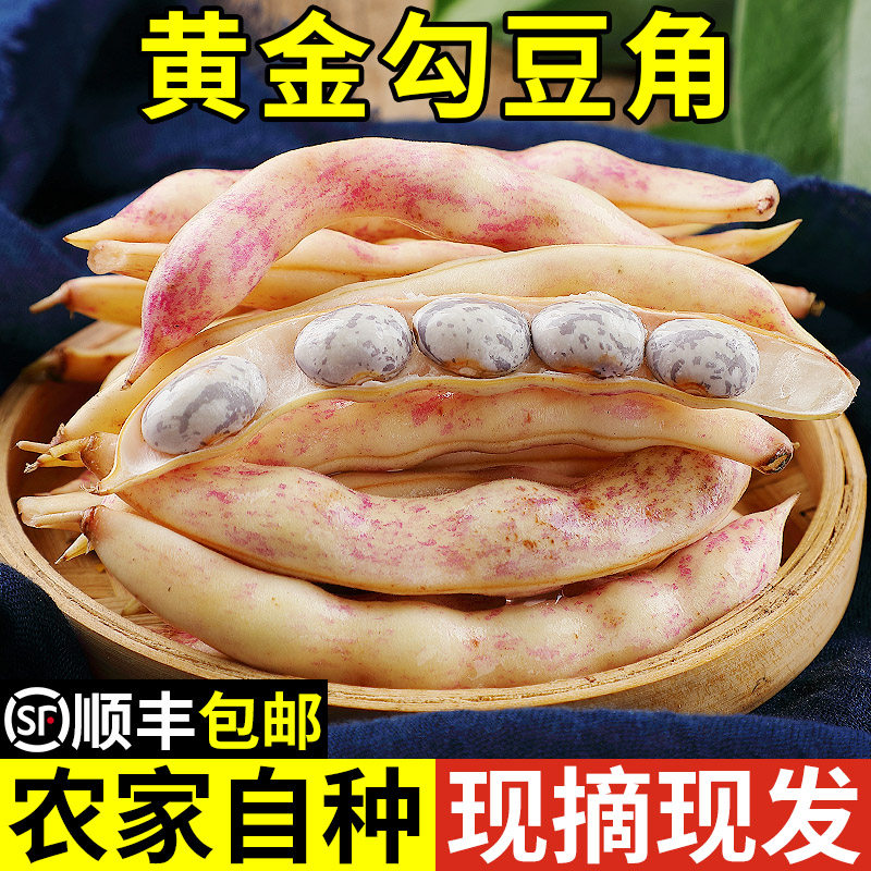现摘现发!东北黄金勾豆角!正宗