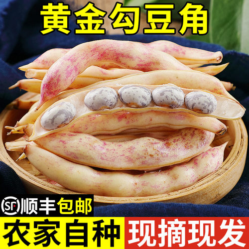 现摘现发！东北黄金勾豆角！正宗