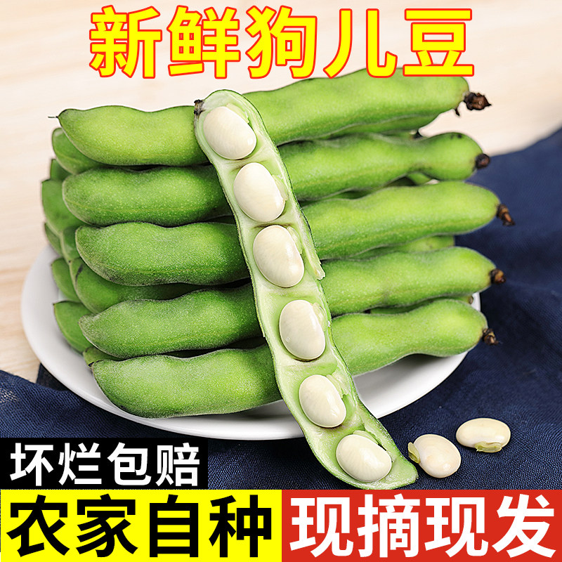 颗粒饱满!新鲜狗儿豆!自然熟
