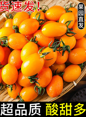 新鲜黄金圣女果5斤樱桃小番茄水果现摘自然熟酸甜黄皮西红柿包邮3