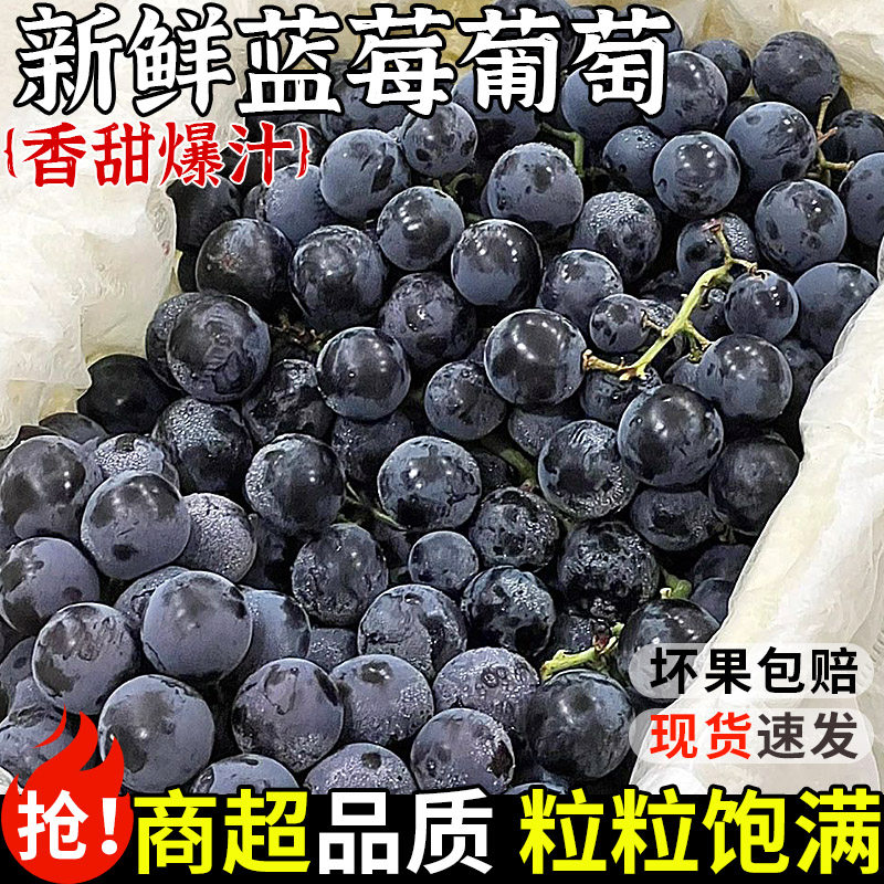 新鲜蓝莓葡萄精品果5斤新鲜水果应季现摘香甜无籽黑提子孕妇整箱