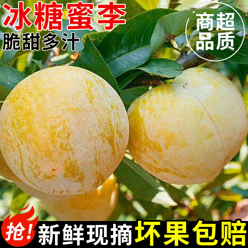 正宗冰糖李桃花李新鲜李子水果四川蜂糖李子黄金奈李孕妇整箱包邮