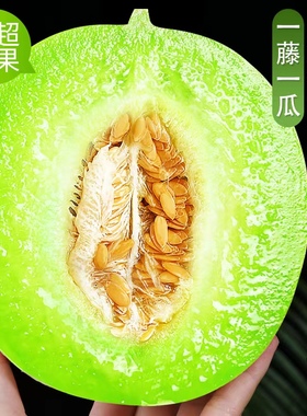 正宗玉菇甜瓜冰淇淋蜜瓜10斤装应季新鲜水果香瓜脆甜密瓜整箱包邮