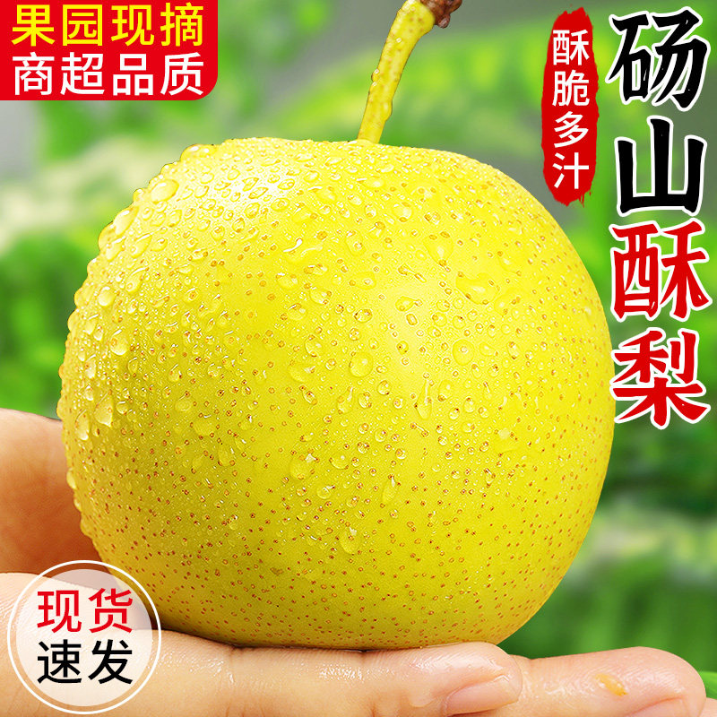 安徽正宗砀山酥梨新鲜水果现摘梨子应当季整箱香梨脆雪梨特产包邮