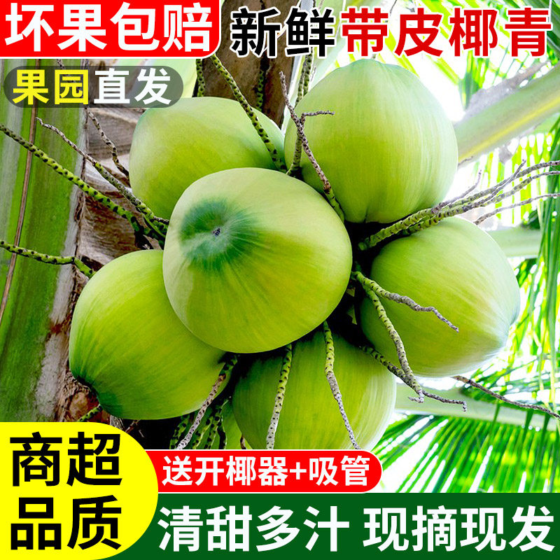 正宗原产地!海南带皮椰青!树上熟