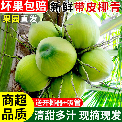 正宗原产地!海南带皮椰青!树上熟