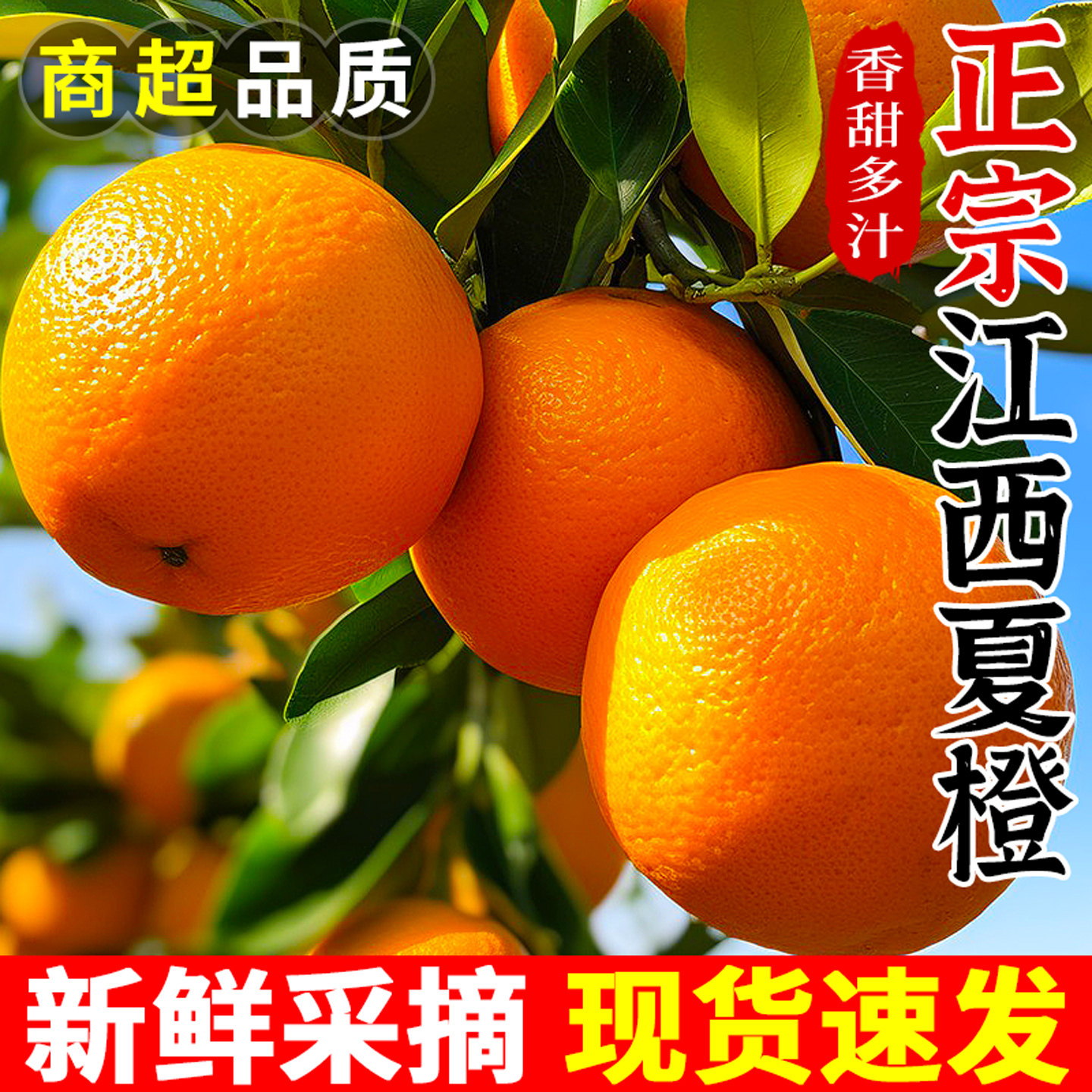 【江西夏橙】新鲜现摘！香甜多汁图片
