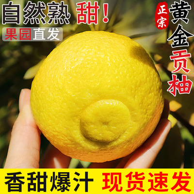 精选品质丨湖南黄金贡柚丨自然熟