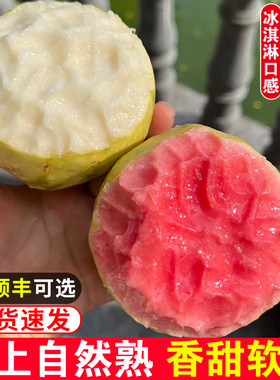 福建软糯红白心芭乐5斤当季新鲜水果软籽番石榴胭脂红土芭乐包邮3