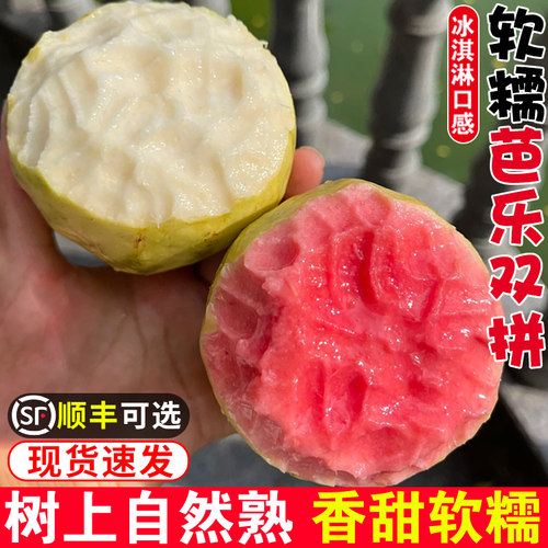 热卖！软糯香甜！福建红白心芭乐