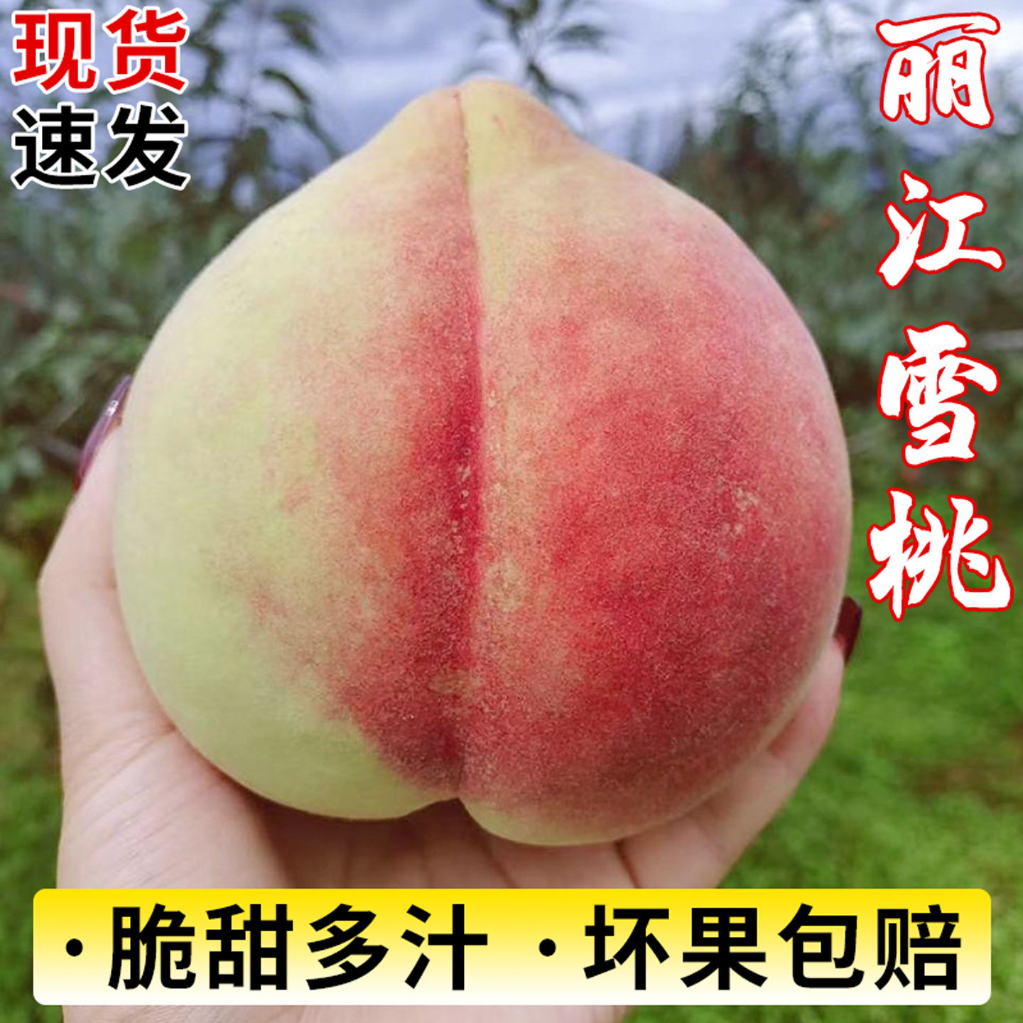 果园直发丨云南丽江雪桃丨脆甜