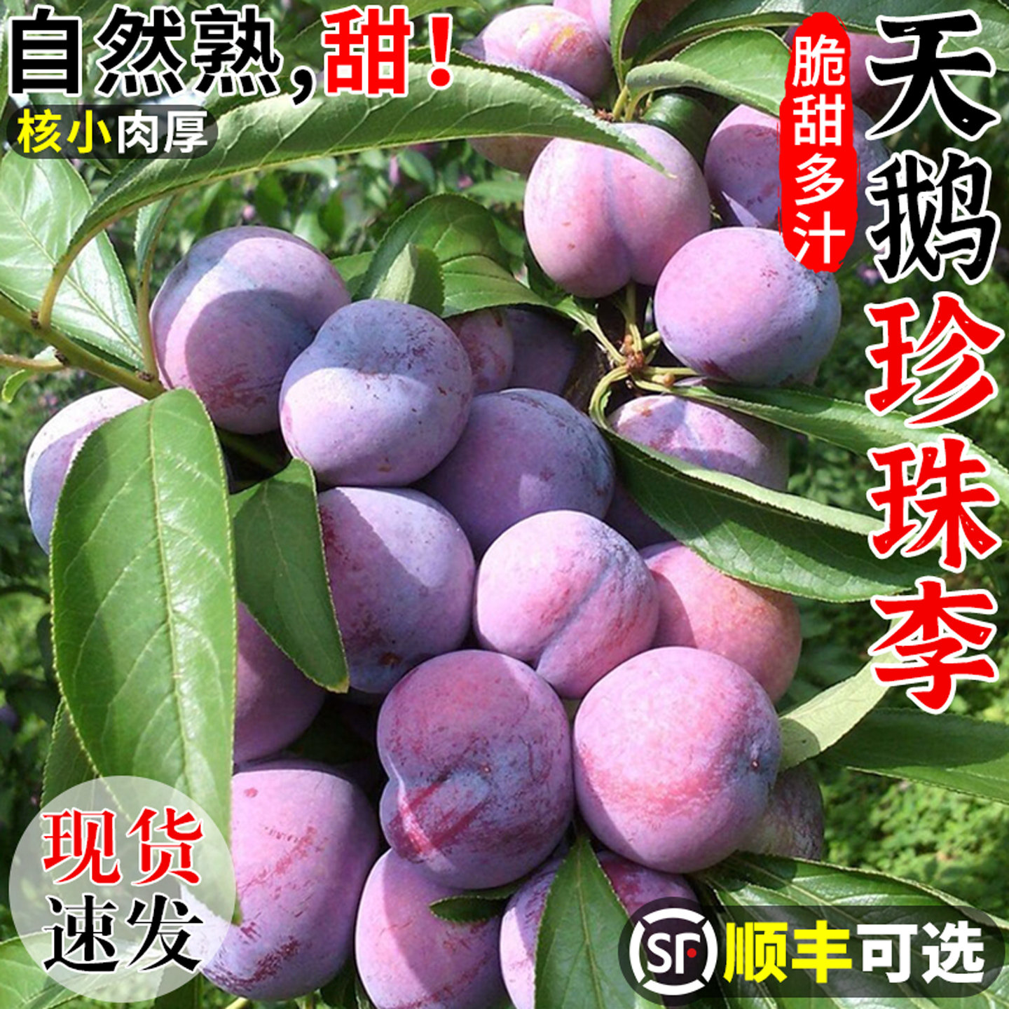 果园现摘！广西天鹅珍珠李！脆甜