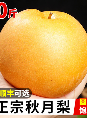 正宗山东秋月梨新鲜梨子10斤当季现摘莱阳冰糖梨雪梨蜜梨水果包邮