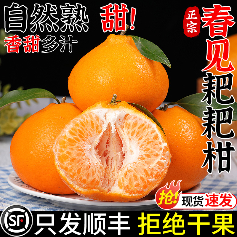 【商超品质】四川春见耙耙柑！