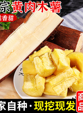 广西特产黄心木薯新鲜现挖板栗蜜薯当季粉糯香黄肉面包木薯糖水店