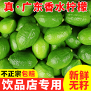 奶茶店专用手打柠檬茶 广东香水柠檬10斤正宗青柠檬一级果无籽当季