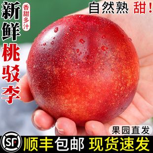 顺丰澳洲油桃新鲜桃驳李当季水果澳大利亚进口白桃脆蜜桃白肉桃子