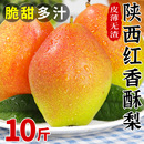 陕西红香酥梨10斤当季 现摘正宗脆甜梨子酥梨香梨孕妇新鲜水果整箱