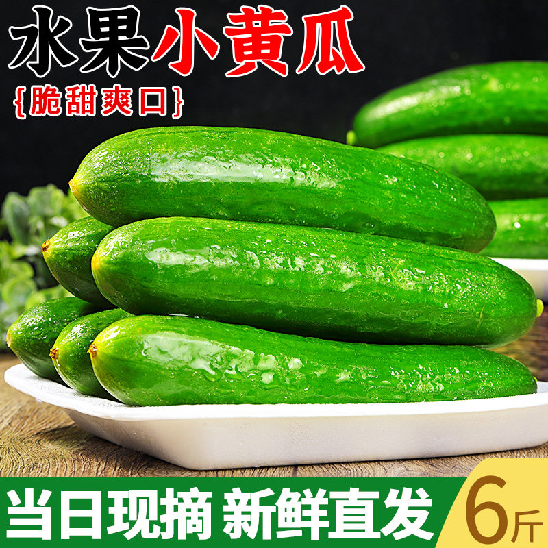 水果小黄瓜6斤当季新鲜蔬菜玉女黄瓜小青瓜生吃脆嫩旱黄瓜包邮10