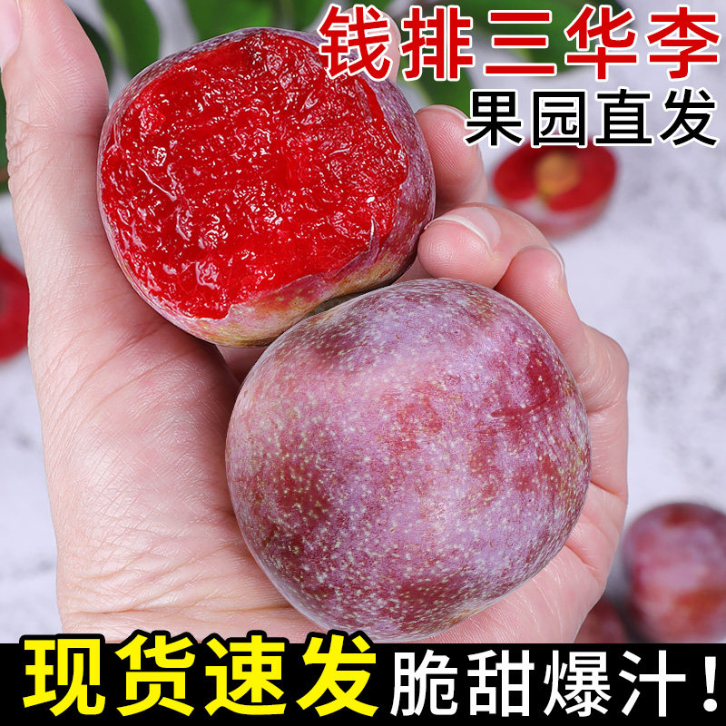 正宗钱排三华李红心李子新鲜水果当季现摘三月李红肉脆李孕妇包邮