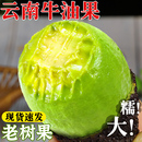 云南牛油果新鲜大果应当季 现摘国产即食鳄梨哈斯辅食水果孕妇整箱