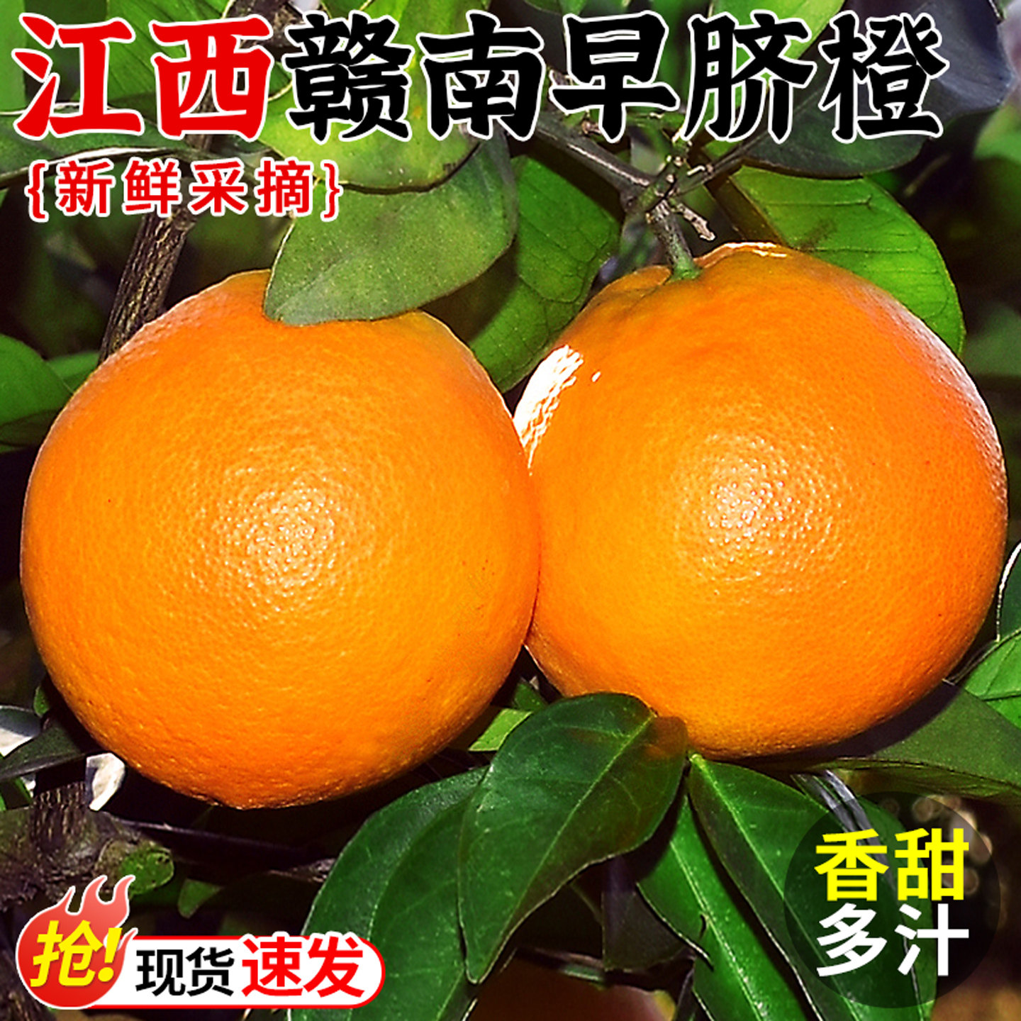 果园现摘!正宗江西高山脐橙!香甜