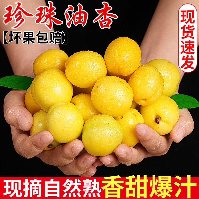 当季现摘丨蒙阴珍珠油杏丨自然熟