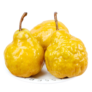 正宗中华丑梨软糯梨子山东烟台莱阳梨太婆梨啤梨当季新鲜水果整箱