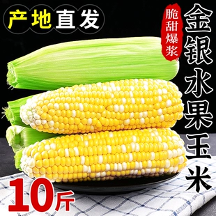 云南金银水果玉米10斤当季 新鲜蔬菜爆浆甜嫩玉米棒生吃糯玉米整箱