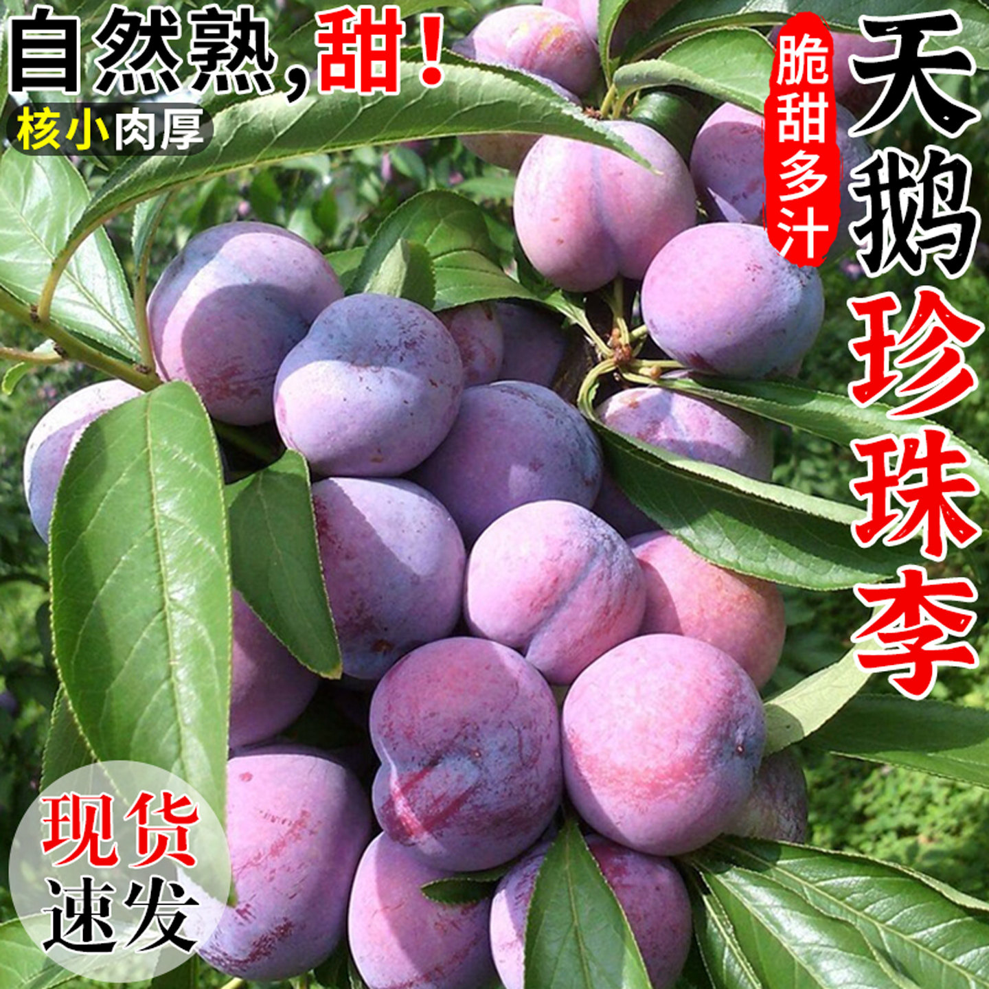果园现摘！广西天鹅珍珠李！脆甜