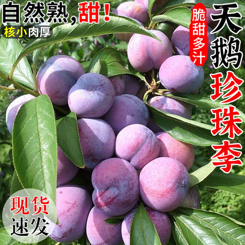 果园现摘！广西天鹅珍珠李！脆甜
