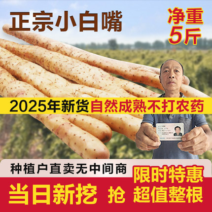 正宗小白嘴山药河北新鲜比垆土铁棍 铁杆淮山药好吃实惠5斤装包邮