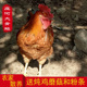 免运费 包邮 庄河大骨鸡 土鸡大公鸡走地鸡农家散养正宗新鲜三黄鸡