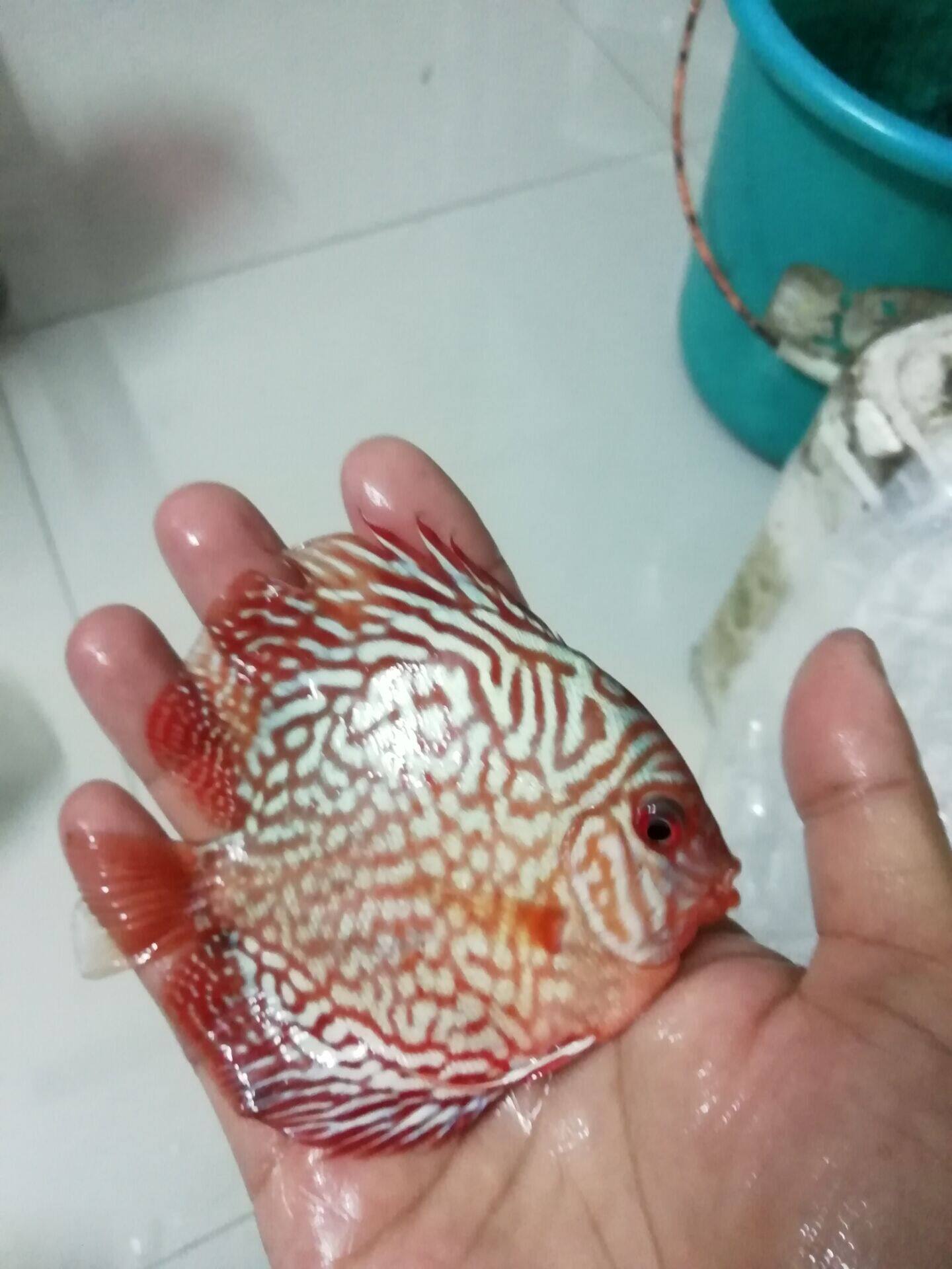 七彩神仙鱼苗活体优质珍珠红松石德松观赏鱼渔场实拍满减促销推荐