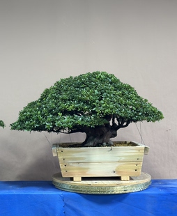 日本皋月杜鹃盆景植物新手好养若惠比须四季常绿好养活植物绿植