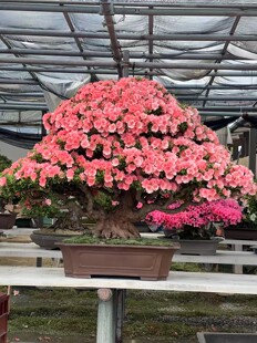日本皋月杜鹃盆景若惠比须植物绿植盆栽四季常绿一物一拍